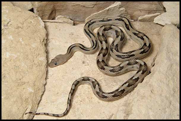 Trans-pecos Ratsnake from the river road W1