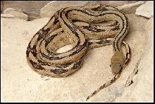 Trans-pecos Ratsnake from the river road W2