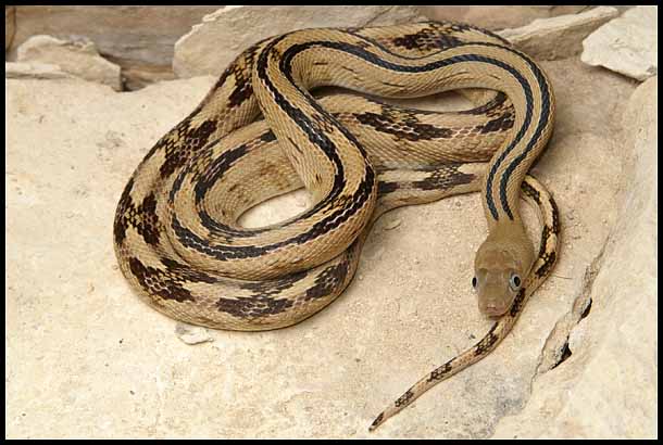 Trans-pecos Ratsnake from the river road W2