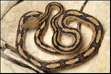 Trans-pecos Ratsnake from the river road W3