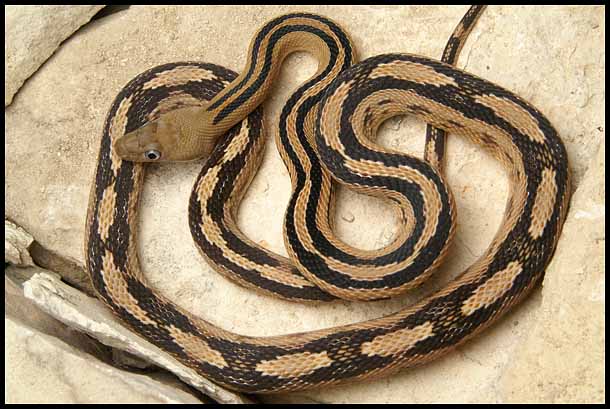 Trans-pecos Ratsnake from the river road W3