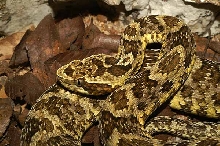 Bothriopsis sp.