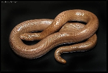 Rubber Boa
