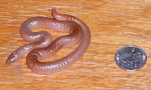 cb '03 Rubber Boa