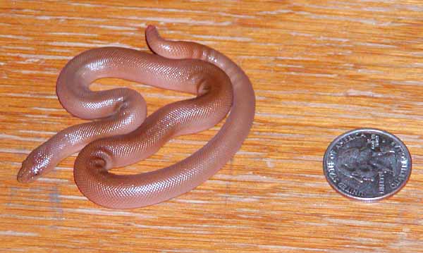 cb '03 Rubber Boa