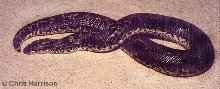 Dark Tanzanian Sandboa
