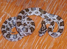 "Slowinski" Cornsnake