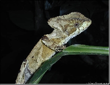 Corytophanes hernandezi