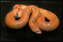 Sunset phase Indian Sandboa