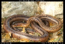 male Baird's Ratsnake