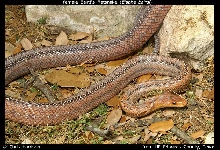 Baird's Ratsnake - female