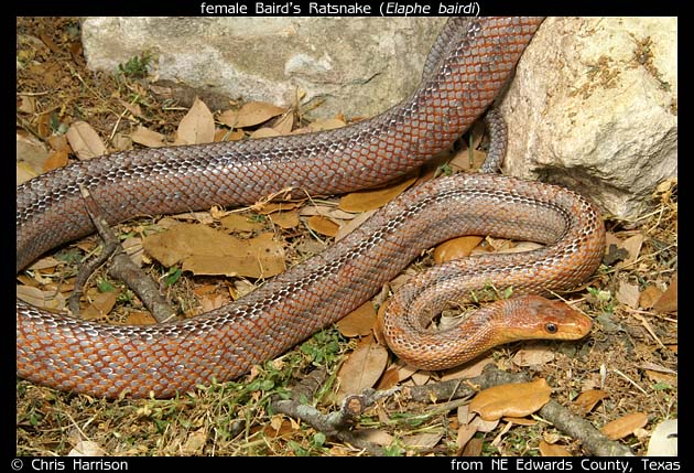 Baird's Ratsnake - female