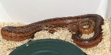male Edwards county Baird's Ratsnake