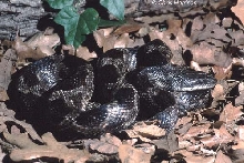 dark Texas Ratsnake