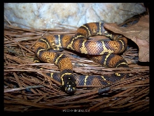 fixed ratio kingsnake