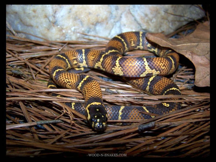 fixed ratio kingsnake