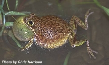 Calling Barking Treefrog