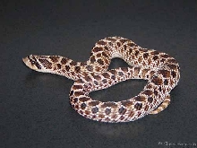 Mexican Hognosed Snake