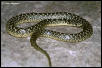 Speckled King Hatchling