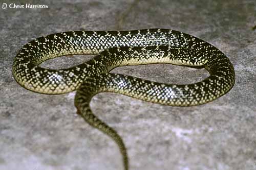 Speckled King Hatchling