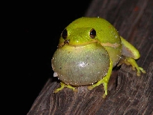 Green Treefrog
