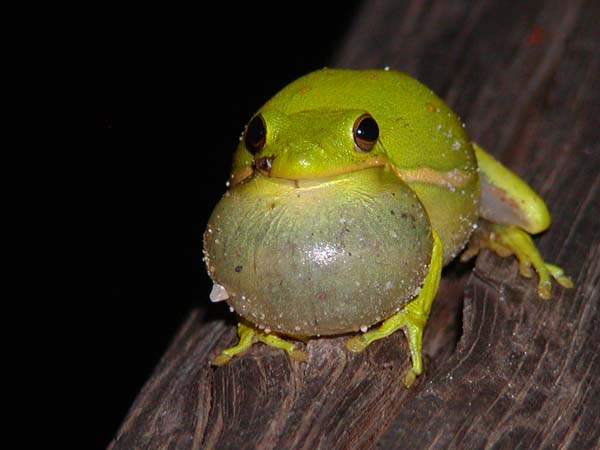 Green Treefrog
