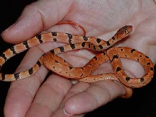 Imantodes gemmistratus