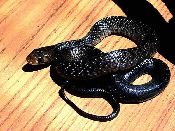 Indigo hatchling from SLP Mexico
