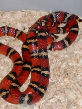 mating Mexican Milksnakes