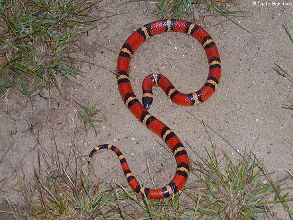 Mexican Milksnake