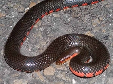 Western Mudsnake
