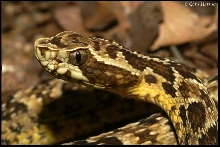 unknown snake photo from San Antonio Zoo