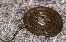 mystery snake again