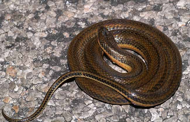 mystery snake again
