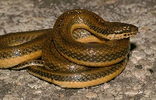 mystery snake