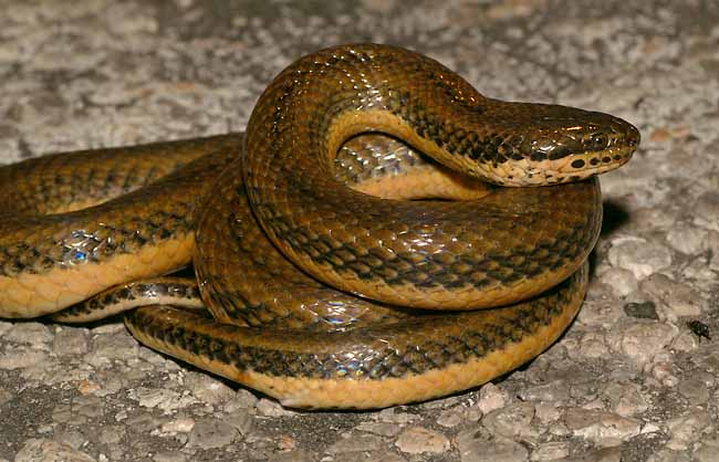 mystery snake