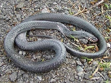 Orizaba Cribo