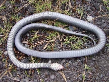 venter of Orizaba Cribo