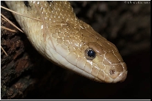 Pituophis lineaticollis