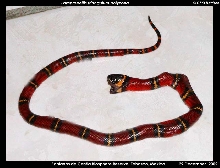DOR Atlantic Coast Milksnake