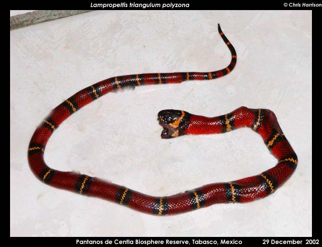 DOR Atlantic Coast Milksnake