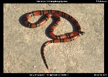 DOR Atlantic Coast Milksnake, Veracruz