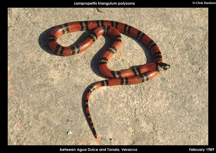 DOR Atlantic Coast Milksnake, Veracruz