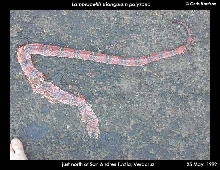 DOR Atlantic Coast Milksnake, Los Tuxtlas