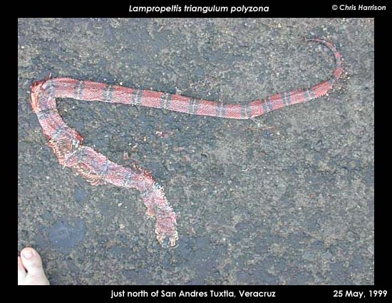 DOR Atlantic Coast Milksnake, Los Tuxtlas