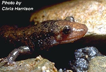 Blackbelly Salamander Photo