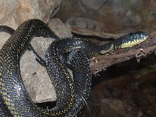 Pseustes poecilonotus from Chiapas, MX