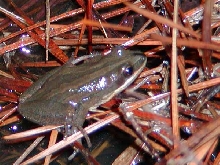 out of focus Western Chorus frog