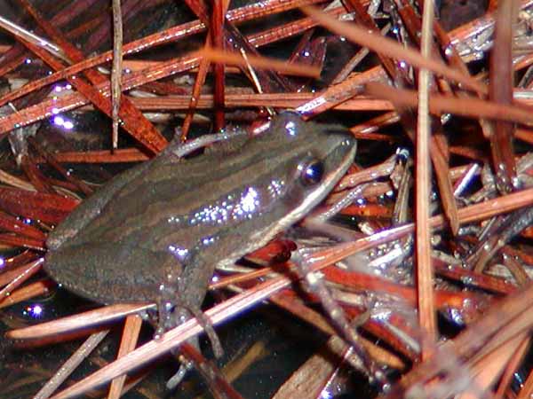 out of focus Western Chorus frog