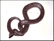 Rainbow Boa ssp.